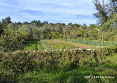 Horta´s of traditionele Portugese groentetuinen