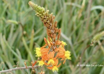 Flora Oost-Algarve- Bulbine Frutescens