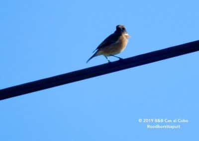 Vogels langs de wandelroutes in de Algarve