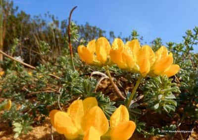 Flora duingebied atlantische kust Algarve gele bloemen