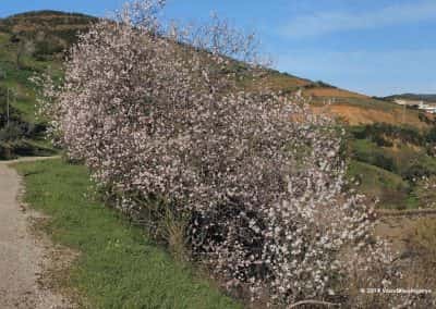 Wandelroute Tavira met bloeiende amandelbomen in februari