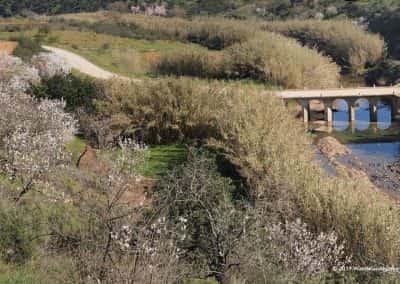 Wandelroute Tavira Kreek met brug, bloeiende amandelbomen, wandelpad
