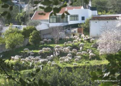Gehuchten schapen- en geitenkuddes Estoi