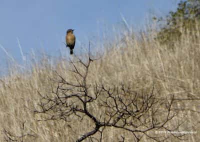 Vogels Algarve
