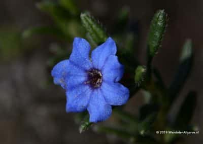 Flora van de Serra do Caldeirão, bloem Heavenly Blue