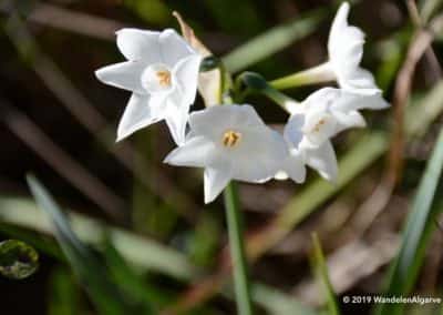 Narcissen, wilde bloemen langs wandelroutes Algarve
