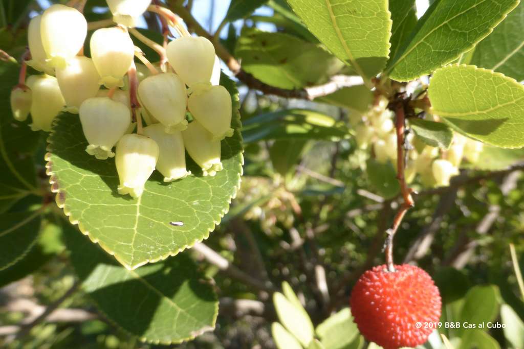 De Medronho vrucht is de basis voor Portugese Aguardente; een soort lokale jenever