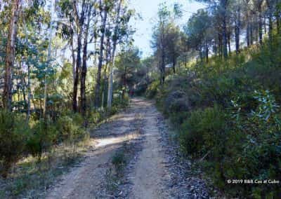 Wandelaars in het eucalyptusbos Odeleite