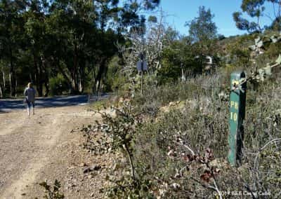Rondwandeling, wandelaar, eucalyptusbomen, Algarve