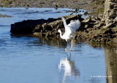 Vogels kijken Ria Formosa Fuzeta, kleine zilverreiger stijgt op