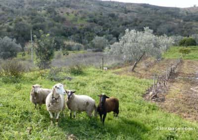 Weiland met nieuwsgierige schapen