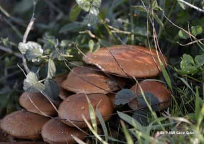 Herfst met paddestoelen in de Algarve
