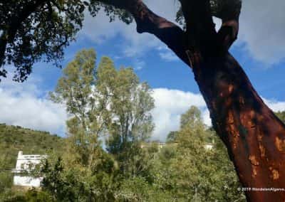 Kurkeik langs wandelpad Via Algarviana