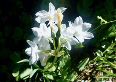 Flora Algarve, mediterrane narcis - Paperwhite
