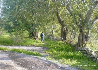 PR1 Caminhos e Encruzilhadas de ir à Fonte, São Brás de Alportel