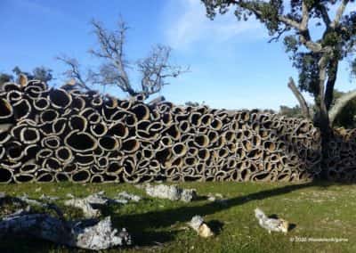 Kurkschillen wachten op een koper in de Serra do Caldeirão