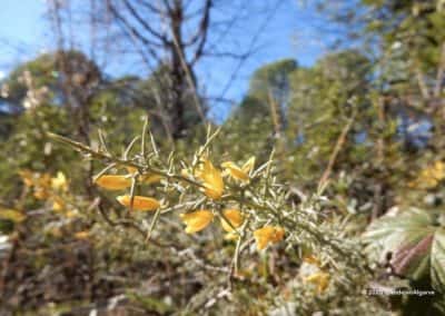 Gaspeldoorn of Ulex Europaeus langs wandelroute Aguas Frias