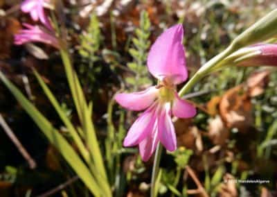 Lentebloemen langs het wandelpad van Aguas Frias