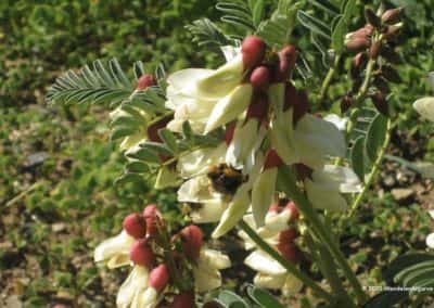 De Fragrant of Erophaca Baetica in volle bloei op wandeling Alcaria do Cume