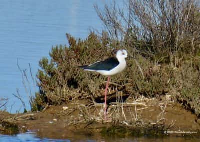 Steltkluut op wandelroute Cerro de Bufo CTM PR11 - salinas Castro Marim