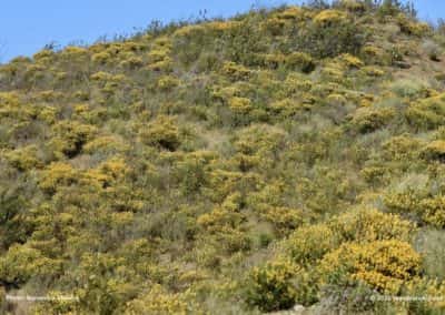 Lenteflora op de heuvels rondom het stuwmeer van Beliche CTM PR2