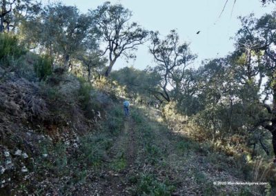 Vlak voor het dorp Alportel ligt een kurkeiken bos op wandeling Fonte Férrea