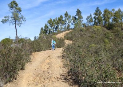 Dennen- en eucalyptusbomen langs wandelroute Fonte Férrea