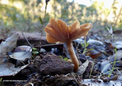 Paddestoelen langs wandelroute Fonte Férrea