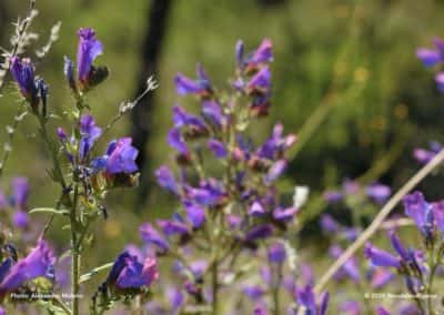 Typische bloemen van de Algarve op wandeling TAV PR6