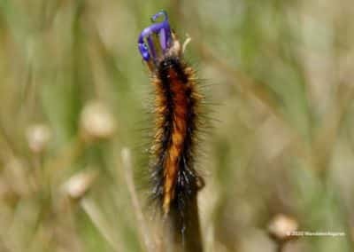 Rups op slangenkruid langs wandelpad Malhanito