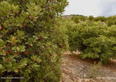 Fonte da Zorra (TAV PR2), medronho of boomaardbei bomen langs de route
