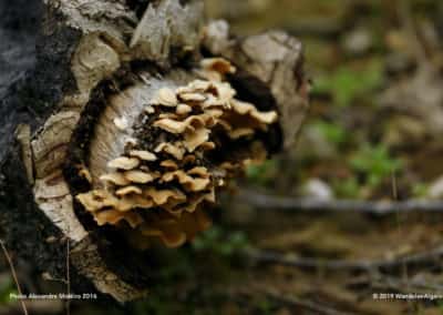 Flora en paddestoelen van het heuvelland in de herfst