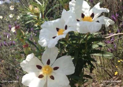 Cistusrozen en wilde bloemen langs wandelroute LLE PR21 Revezes