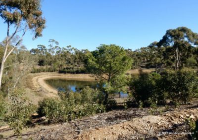 Ven in het eucalyptusbos van Mata da Conceicao