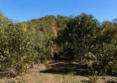 Stijl pad omhoog in het eucalyptusbos van Mata da Conceicao