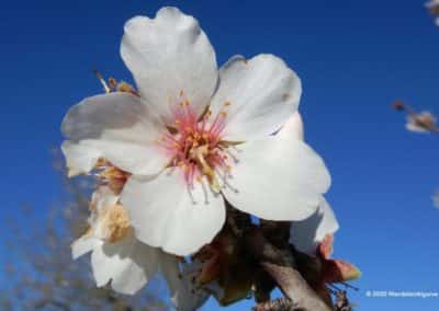 Amandelbloesem in februari in de Algarve