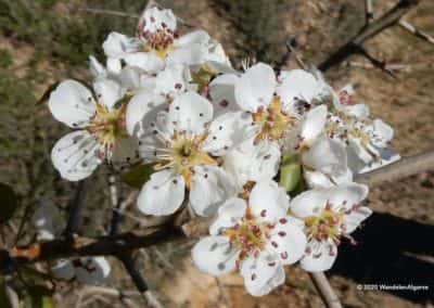Pyrus Bourgaeana of Iberische peer (oneetbaar) bloeit in de Oost_Algarve