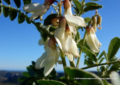 Tavira wandelroutes door de heuvels