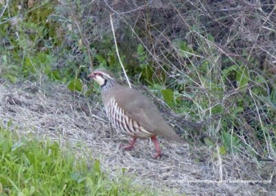 Wandelroutes Tavira - Vogels kijken