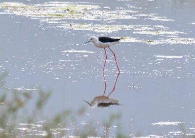Vogelspotten Birdwatching Castro Marim