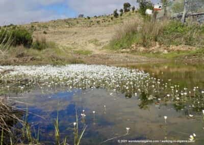 Alcoutim wandelingen - beekje met waterplanten