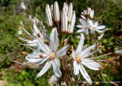 Asphodelus Ramosus - voorjaarsbloemen Barrocal Tavira