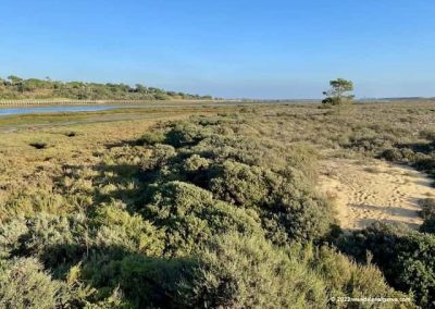 Waddengebied nationaal park Ria Formosa