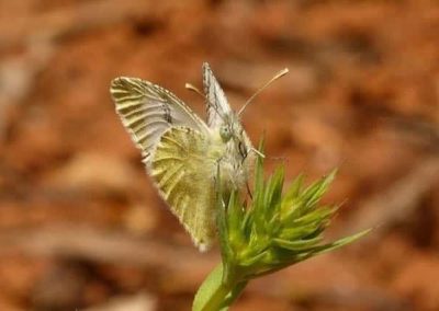 Zeldzame vlinder wandeling Planalto do Escarpão